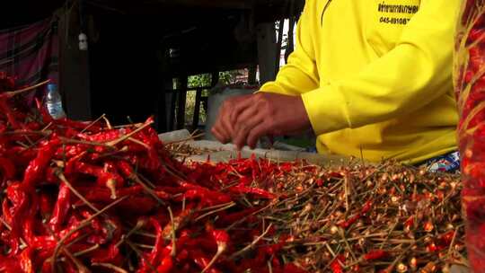 红辣椒 种植 收获 晾晒干视频素材模板下载