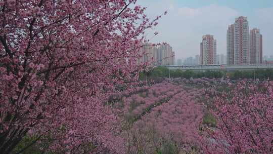 春天粉色花海