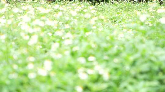 微风中的花丛草丛实拍