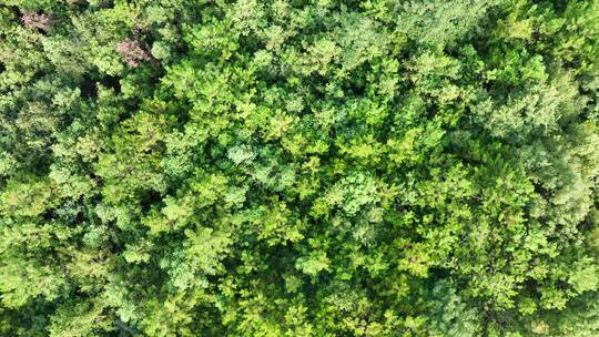 树林俯拍湿地植被湿地公园植物俯视高空视角