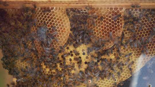 蜂巢，蜂蜜，蜜蜂，殖民地