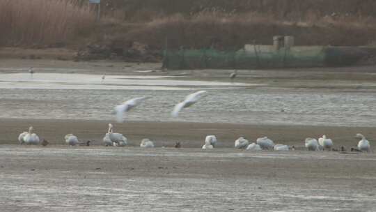 山东荣成成山镇鸿鹄湾天鹅湖冬季大天鹅