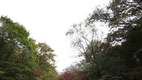 枫叶红了秋季风景