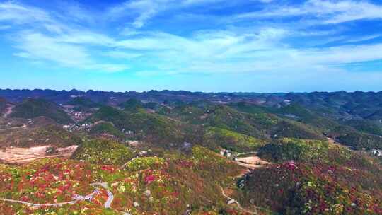 4K航拍贵州毕节杜鹃花盛开风光无限