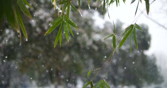 雪花飘洒在竹叶慢镜头