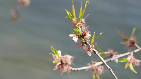 旅游湖水湖边植物游客游览