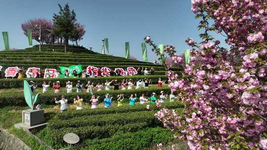 人群在茶园樱花下活动场景