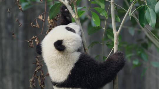 爬树玩耍的可爱萌动国宝大熊猫幼崽视频素材模板下载