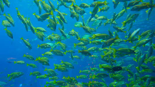 鱼缸鱼群 海洋馆 水族馆 海底世界