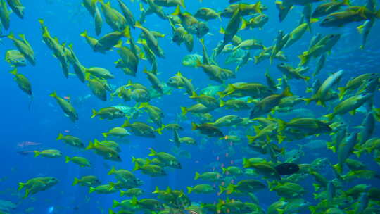 鱼缸鱼群 海洋馆 水族馆 海底世界视频素材模板下载