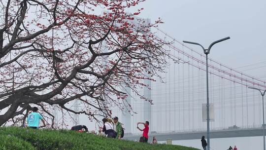 中国广东省佛山市平胜大桥木棉花