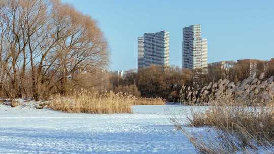 冬季北方雪地冰河树木芦苇蒲草岸边楼房