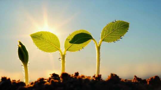 种子幼苗破土而出