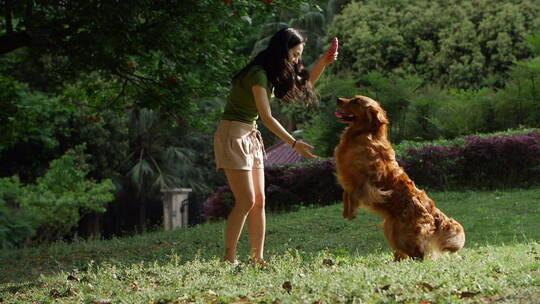 女主人训练宠物狗金毛犬跳跃视频素材模板下载