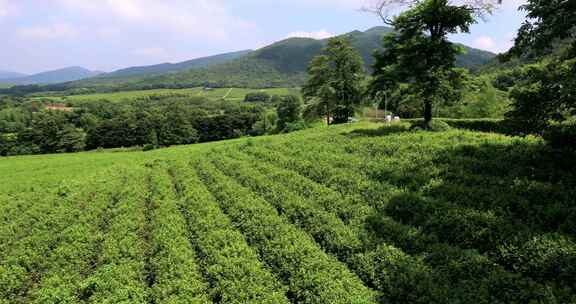 江苏省宜兴阳羡生态茶园茶田 蓝天白云背景