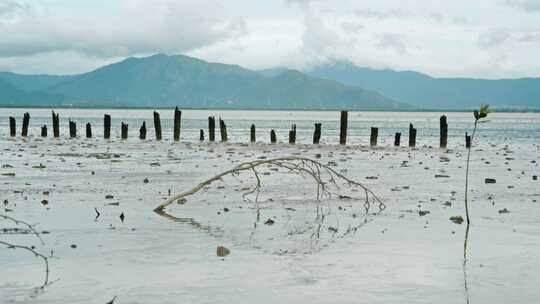 深圳湾滩涂风景视频素材模板下载