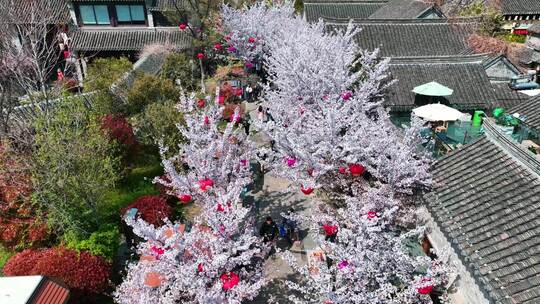 春天古建筑樱花与灯笼航拍徐州市回龙窝历史