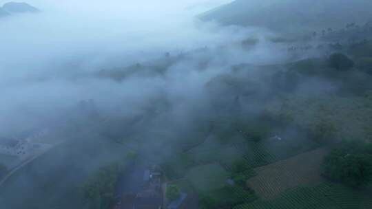 航拍茶山 茶山清晨云雾  云雾茶 茶山宣传片