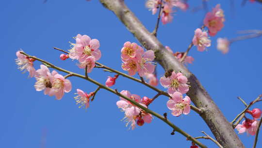 春天梅花盛开 蜜蜂采蜜