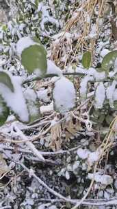 积雪覆盖的户外植物景象