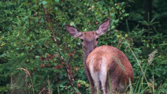 马鹿、母鹿、草、Cervus Elaph