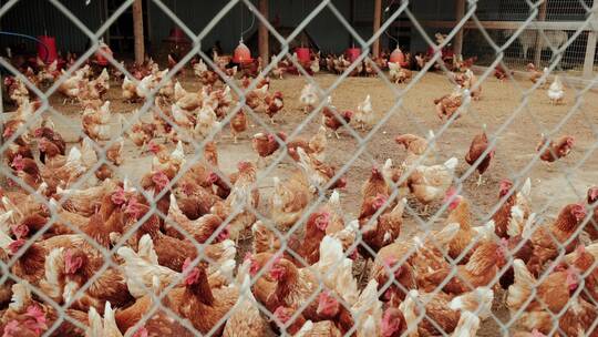 农场的鸡基地养殖饲养养鸡场公鸡鸡肉