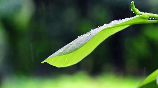 阳光植物希望森林树林树大自然