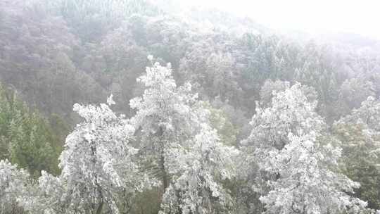 4k多景别航拍山区 森林雾凇  冬季寒冬森林