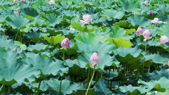 夏季荷花池炎热