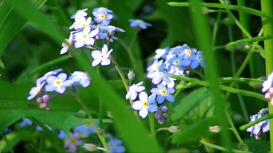 盛开的蓝色鲜花