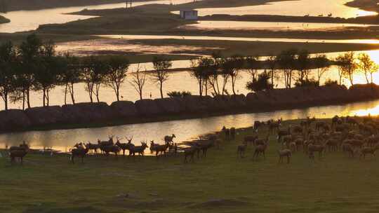 航拍日落时的盐城野鹿荡麋鹿群