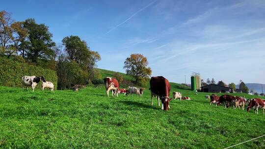 内蒙草原牧场上趴在地绿上休息的奶牛群素材