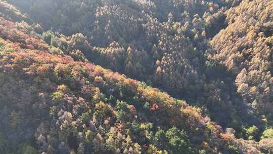 航拍千山山谷彩色森林