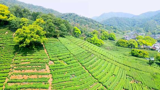 4k 航拍户外杭州高山茶园茶田自然风光