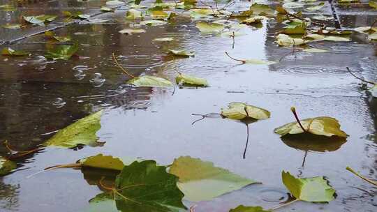 秋雨纷纷