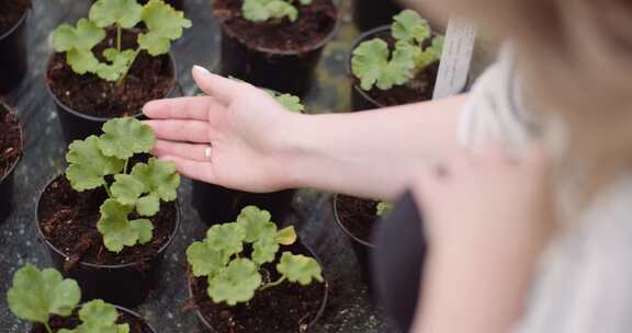 检查盆栽植物叶子的女人