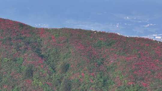 黔东南丹寨龙泉山杜娟花航拍