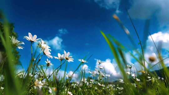 火红的萨日朗-大屏