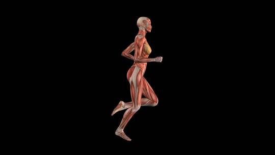 肌肉 人体 医学 结构 骨骼 腹肌 臀腿肌肉视频素材模板下载