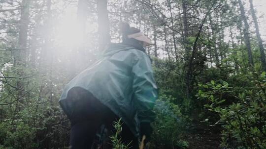 挖松茸松茸采摘4k