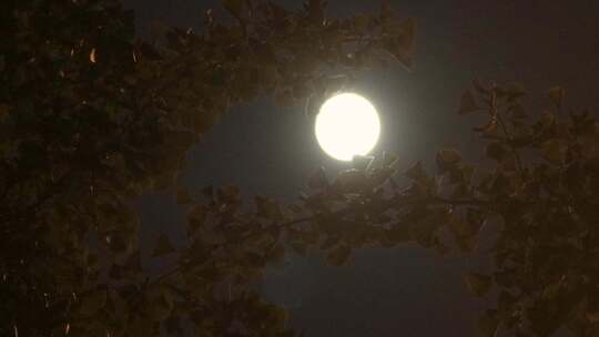 十五的夜晚圆月挂在树梢视频素材模板下载
