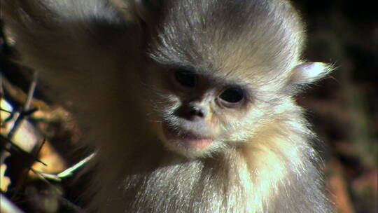 滇金丝猴幼崽1视频素材模板下载