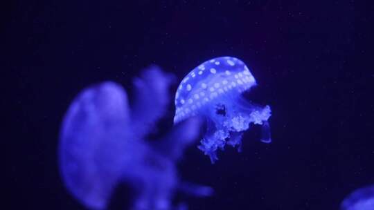 水母海洋生物视频素材模板下载