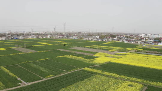 航拍春天油菜花田地盛开的油菜花