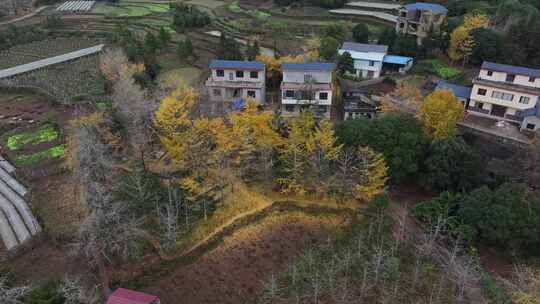 中国广西桂林市灵川县小平乐村画眉弄银杏