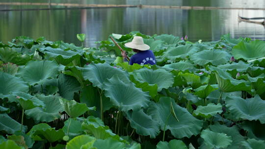 武汉汉阳莲花湖公园风景