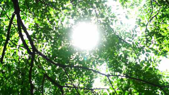 洛阳夏日大自然阳光下的植物空镜头