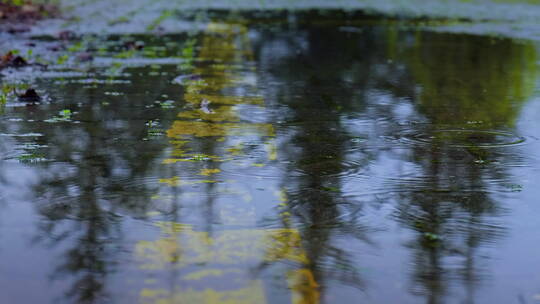 滴落在水坑的雨滴