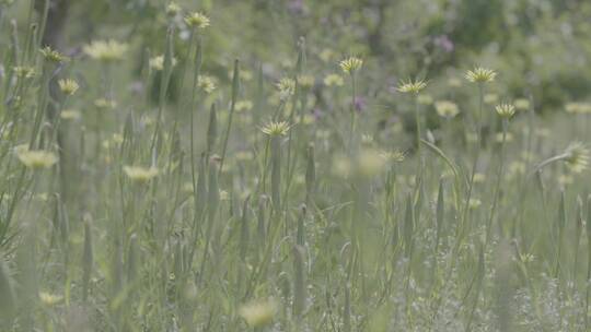 野花野草蒲公英LOG