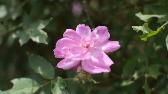 月季花素材